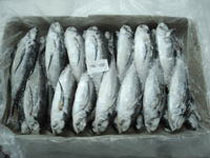 Manufacturers Exporters and Wholesale Suppliers of Frozen Fishes New Delhi Delhi